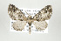  ( - ID 17746)  @14 [ ] Copyright (2010) Unspecified Institut fuer Spezielle Zoologie und Evolutionsbiologie, Friedrich-Schiller Universitat Jena