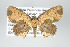  ( - GeoCR 26332)  @11 [ ] Copyright (2010) Unspecified Institut fuer Spezielle Zoologie und Evolutionsbiologie, Friedrich-Schiller Universitat Jena