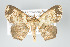  ( - GeoCR 26345)  @11 [ ] Copyright (2010) Unspecified Institut fuer Spezielle Zoologie und Evolutionsbiologie, Friedrich-Schiller Universitat Jena