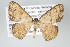  (Semaeopus sp - GeoCR 26639)  @11 [ ] Copyright (2010) Unspecified Institut fuer Spezielle Zoologie und Evolutionsbiologie, Friedrich-Schiller Universitat Jena