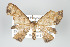  ( - GeoCR 26641)  @11 [ ] Copyright (2010) Unspecified Institut fuer Spezielle Zoologie und Evolutionsbiologie, Friedrich-Schiller Universitat Jena
