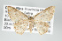  (Pleuroprucha hypoxia - GeoCR 26723)  @14 [ ] Copyright (2010) Unspecified Institut fuer Spezielle Zoologie und Evolutionsbiologie, Friedrich-Schiller Universitat Jena
