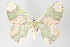  ( - GeoCR 27448)  @13 [ ] Copyright (2010) Unspecified Institut fuer Spezielle Zoologie und Evolutionsbiologie, Friedrich-Schiller Universitat Jena