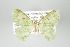  ( - GeoCR 27802)  @11 [ ] Copyright (2010) Unspecified Institut fuer Spezielle Zoologie und Evolutionsbiologie, Friedrich-Schiller Universitat Jena