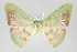  ( - GeoCR 28014)  @11 [ ] Copyright (2010) Unspecified Institut fuer Spezielle Zoologie und Evolutionsbiologie, Friedrich-Schiller Universitat Jena