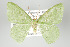  (Nemoria Brehm1459 - GeoCR 28032)  @14 [ ] Copyright (2010) Unspecified Institut fuer Spezielle Zoologie und Evolutionsbiologie, Friedrich-Schiller Universitat Jena