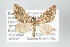  ( - GeoCR 28588)  @13 [ ] Copyright (2010) Unspecified Institut fuer Spezielle Zoologie und Evolutionsbiologie, Friedrich-Schiller Universitat Jena