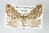  ( - GeoCR 28704)  @11 [ ] Copyright (2010) Unspecified Institut fuer Spezielle Zoologie und Evolutionsbiologie, Friedrich-Schiller Universitat Jena