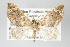  ( - GeoCR 33580)  @11 [ ] Copyright (2010) Unspecified Institut fuer Spezielle Zoologie und Evolutionsbiologie, Friedrich-Schiller Universitat Jena