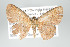  ( - GeoCR 34184)  @12 [ ] Copyright (2010) Unspecified Institut fuer Spezielle Zoologie und Evolutionsbiologie, Friedrich-Schiller Universitat Jena