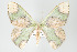  ( - GeoCR 36526)  @13 [ ] Copyright (2010) Unspecified Institut fuer Spezielle Zoologie und Evolutionsbiologie, Friedrich-Schiller Universitat Jena