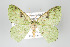  (Nemoria tickelli - GeoCR 36611)  @11 [ ] Copyright (2010) Unspecified Institut fuer Spezielle Zoologie und Evolutionsbiologie, Friedrich-Schiller Universitat Jena