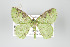  (Nemoria adjunctariaDHJ01 - GeoCR 36614)  @13 [ ] Copyright (2010) Unspecified Institut fuer Spezielle Zoologie und Evolutionsbiologie, Friedrich-Schiller Universitat Jena