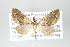  ( - GeoCR 36868)  @14 [ ] Copyright (2010) Unspecified Institut fuer Spezielle Zoologie und Evolutionsbiologie, Friedrich-Schiller Universitat Jena