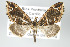  ( - GeoCR 36945)  @11 [ ] Copyright (2010) Unspecified Institut fuer Spezielle Zoologie und Evolutionsbiologie, Friedrich-Schiller Universitat Jena
