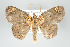  (Semaeopus exquisitata - GeoCR 37030)  @15 [ ] Copyright (2010) Unspecified Institut fuer Spezielle Zoologie und Evolutionsbiologie, Friedrich-Schiller Universitat Jena