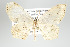  ( - GeoCR 37046)  @11 [ ] Copyright (2010) Unspecified Institut fuer Spezielle Zoologie und Evolutionsbiologie, Friedrich-Schiller Universitat Jena