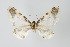  ( - Callipia-gb 0204)  @11 [ ] Copyright (2010) Unspecified Institut fuer Spezielle Zoologie und Evolutionsbiologie, Friedrich-Schiller Universitat Jena