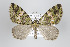  (Hydriomena algosa - ID 15853)  @15 [ ] Copyright (2010) Unspecified Institut fuer Spezielle Zoologie und Evolutionsbiologie, Friedrich-Schiller Universitat Jena
