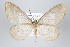  (Astyochia philyroides - ID 15862)  @14 [ ] Copyright (2010) Unspecified Institut fuer Spezielle Zoologie und Evolutionsbiologie, Friedrich-Schiller Universitat Jena