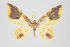  (Eois nr. burla - ID 15866)  @15 [ ] Copyright (2010) Unspecified Institut fuer Spezielle Zoologie und Evolutionsbiologie, Friedrich-Schiller Universitat Jena