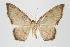 (Eois xanthoperata group - ID 15869)  @15 [ ] Copyright (2010) Unspecified Institut fuer Spezielle Zoologie und Evolutionsbiologie, Friedrich-Schiller Universitat Jena
