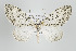  (Graphidipus puncticulata - ID 15872)  @15 [ ] Copyright (2010) Unspecified Institut fuer Spezielle Zoologie und Evolutionsbiologie, Friedrich-Schiller Universitat Jena