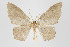  (Eois xanthoperata group - ID 15873)  @15 [ ] Copyright (2010) Unspecified Institut fuer Spezielle Zoologie und Evolutionsbiologie, Friedrich-Schiller Universitat Jena