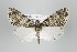  ( - ID 15877)  @14 [ ] Copyright (2010) Unspecified Institut fuer Spezielle Zoologie und Evolutionsbiologie, Friedrich-Schiller Universitat Jena