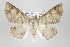  ( - ID 15918)  @14 [ ] Copyright (2010) Unspecified Institut fuer Spezielle Zoologie und Evolutionsbiologie, Friedrich-Schiller Universitat Jena