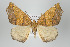  ( - ID 15929)  @15 [ ] Copyright (2010) Unspecified Institut fuer Spezielle Zoologie und Evolutionsbiologie, Friedrich-Schiller Universitat Jena