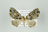  ( - ID 15958)  @14 [ ] Copyright (2010) Unspecified Institut fuer Spezielle Zoologie und Evolutionsbiologie, Friedrich-Schiller Universitat Jena