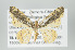  (Eois borrata group - ID 15965)  @14 [ ] Copyright (2010) Unspecified Institut fuer Spezielle Zoologie und Evolutionsbiologie, Friedrich-Schiller Universitat Jena