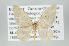  (Idaea recrinita - ID 15972)  @14 [ ] Copyright (2010) Unspecified Institut fuer Spezielle Zoologie und Evolutionsbiologie, Friedrich-Schiller Universitat Jena