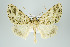  ( - ID 16013)  @14 [ ] Copyright (2010) Unspecified Institut fuer Spezielle Zoologie und Evolutionsbiologie, Friedrich-Schiller Universitat Jena