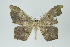  (Oxydia optima group - ID 16018)  @14 [ ] Copyright (2010) Unspecified Institut fuer Spezielle Zoologie und Evolutionsbiologie, Friedrich-Schiller Universitat Jena