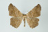  ( - ID 16042)  @13 [ ] Copyright (2010) Unspecified Institut fuer Spezielle Zoologie und Evolutionsbiologie, Friedrich-Schiller Universitat Jena