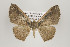  (Perissopteryx nigricomata - ID 16111)  @14 [ ] Copyright (2010) Gunnar Brehm Institut fuer Spezielle Zoologie und Evolutionsbiologie, Friedrich-Schiller Universitat Jena