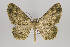  ( - ID 16136)  @14 [ ] Copyright (2010) Gunnar Brehm Institut fuer Spezielle Zoologie und Evolutionsbiologie, Friedrich-Schiller Universitat Jena