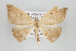  ( - ID 16167)  @13 [ ] Copyright (2010) Gunnar Brehm Institut fuer Spezielle Zoologie und Evolutionsbiologie, Friedrich-Schiller Universitat Jena