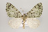  (Hydriomena ranuncula - ID 16208)  @14 [ ] Copyright (2010) Gunnar Brehm Institut fuer Spezielle Zoologie und Evolutionsbiologie, Friedrich-Schiller Universitat Jena