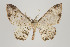  (Eois nr. lavendula - ID 16239)  @14 [ ] Copyright (2010) Gunnar Brehm Institut fuer Spezielle Zoologie und Evolutionsbiologie, Friedrich-Schiller Universitat Jena