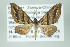  ( - ID 16272)  @13 [ ] Copyright (2010) Gunnar Brehm Institut fuer Spezielle Zoologie und Evolutionsbiologie, Friedrich-Schiller Universitat Jena