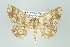  ( - ID 16284)  @14 [ ] Copyright (2010) Gunnar Brehm Institut fuer Spezielle Zoologie und Evolutionsbiologie, Friedrich-Schiller Universitat Jena