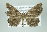  ( - ID 16307)  @14 [ ] Copyright (2010) Gunnar Brehm Institut fuer Spezielle Zoologie und Evolutionsbiologie, Friedrich-Schiller Universitat Jena