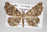  ( - ID 16327)  @14 [ ] Copyright (2010) Gunnar Brehm Institut fuer Spezielle Zoologie und Evolutionsbiologie, Friedrich-Schiller Universitat Jena