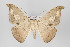  ( - ID 16343)  @13 [ ] Copyright (2010) Gunnar Brehm Institut fuer Spezielle Zoologie und Evolutionsbiologie, Friedrich-Schiller Universitat Jena