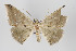  ( - ID 16349)  @13 [ ] Copyright (2010) Gunnar Brehm Institut fuer Spezielle Zoologie und Evolutionsbiologie, Friedrich-Schiller Universitat Jena