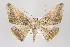  ( - ID 16350)  @11 [ ] Copyright (2010) Gunnar Brehm Institut fuer Spezielle Zoologie und Evolutionsbiologie, Friedrich-Schiller Universitat Jena