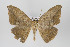  (Oxydia mexicata group - ID 16352)  @14 [ ] Copyright (2010) Gunnar Brehm Institut fuer Spezielle Zoologie und Evolutionsbiologie, Friedrich-Schiller Universitat Jena